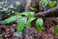 Frangula caroliniana