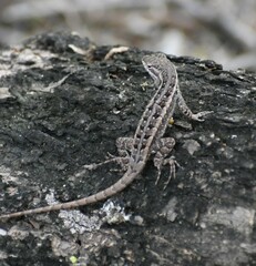 Sceloporus variabilis