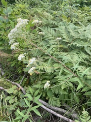 Doellingeria umbellata