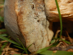Hypomyces chrysospermus