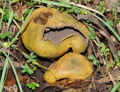 Scleroderma