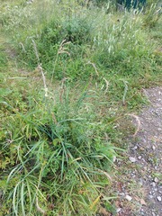 Elymus sibiricus