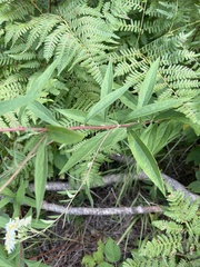 Doellingeria umbellata