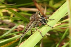 Promachus vertebratus