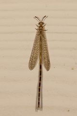 Clathroneuria schwarzi