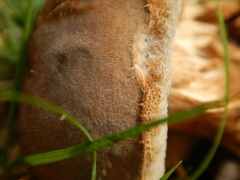 Hypomyces chrysospermus