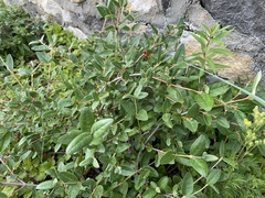Shepherdia canadensis
