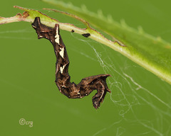 Cepphis armataria