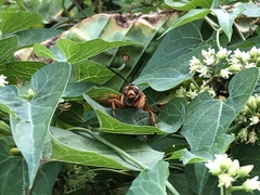 Sphecius speciosus