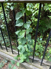 Celastrus orbiculatus