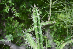 Acanthocereus tetragonus