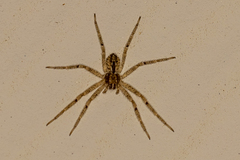 Philodromidae