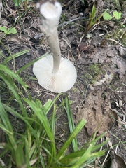 Amanita rhacopus