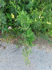 Urtica cannabina