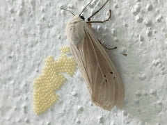 Creatonotos transiens