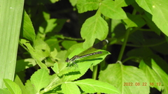 Heliocypha perforata