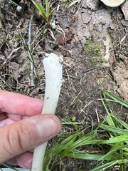 Amanita rhacopus