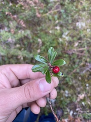 Arctostaphylos uva-ursi