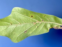 Zopheroteras