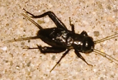 Gryllus pennsylvanicus