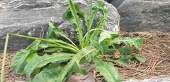 Lactuca indica