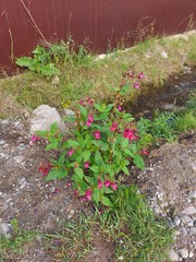 Impatiens glandulifera