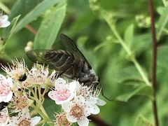 Pangoniinae