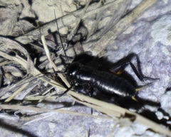 Gryllus campestris