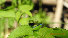 Heliocypha perforata