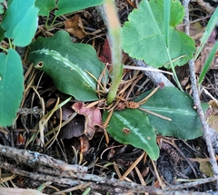 Goodyera oblongifolia
