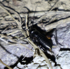 Gryllus campestris