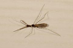 Stenolemoides arizonensis