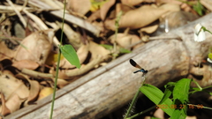 Heliocypha perforata