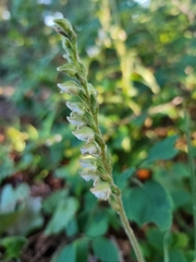 Goodyera oblongifolia