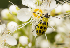 Diabrotica undecimpunctata