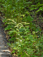 Solidago
