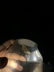 Lambdina fiscellaria