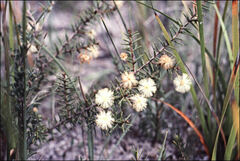 Acacia ulicifolia