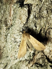Mythimna