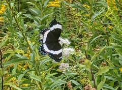 Limenitis arthemis arthemis