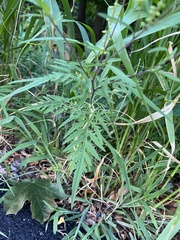 Ambrosia artemisiifolia