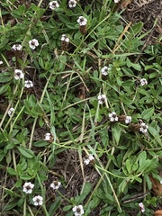 Phyla nodiflora