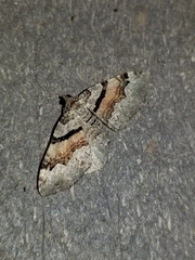 Xanthorhoe packardata