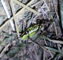 Poecilimon thoracicus