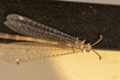 Clathroneuria schwarzi