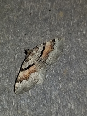 Xanthorhoe packardata