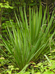 Yucca filamentosa