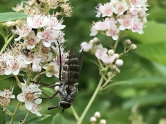 Pangoniinae