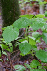 Matelea decipiens
