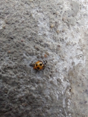 Hippodamia parenthesis